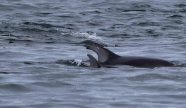 Comox Valley photographer spends hours with pod of dolphins at local beach