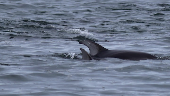 Comox Valley photographer spends hours with pod of dolphins at local beach