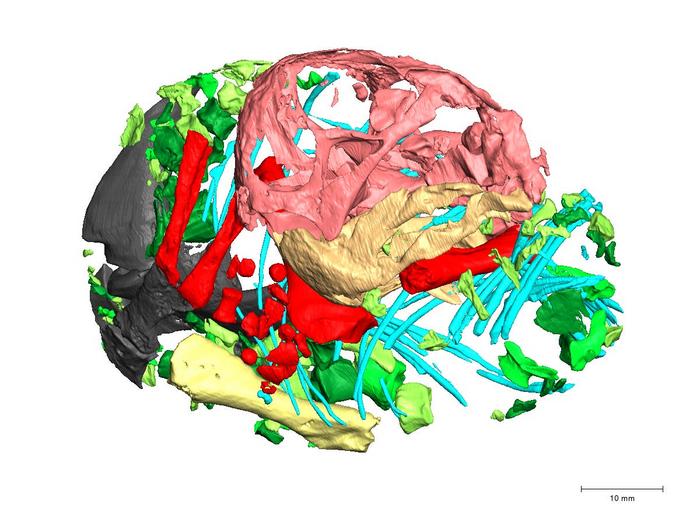 A 3D scan showing a colorful skeleton cramped within an ovular shape.