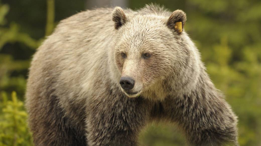 Click to play video: 'Alberta ministerial order sparks concern over grizzly bear population management'