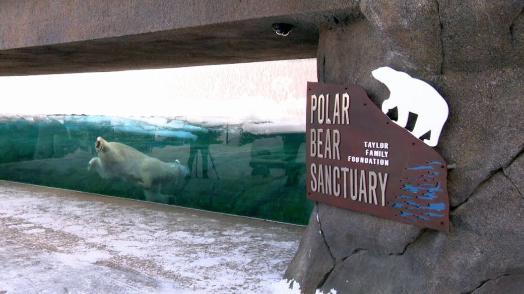 Click to play video: 'Calgary zoo polar bear drowned after rough play with fellow bear'