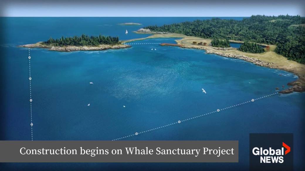 Click to play video: 'Construction to begin on much-anticipated whale sanctuary coming to N.S.'