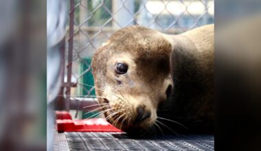 Sea lion rescued on Vancouver Island named after Artemis II astronaut - CTV News