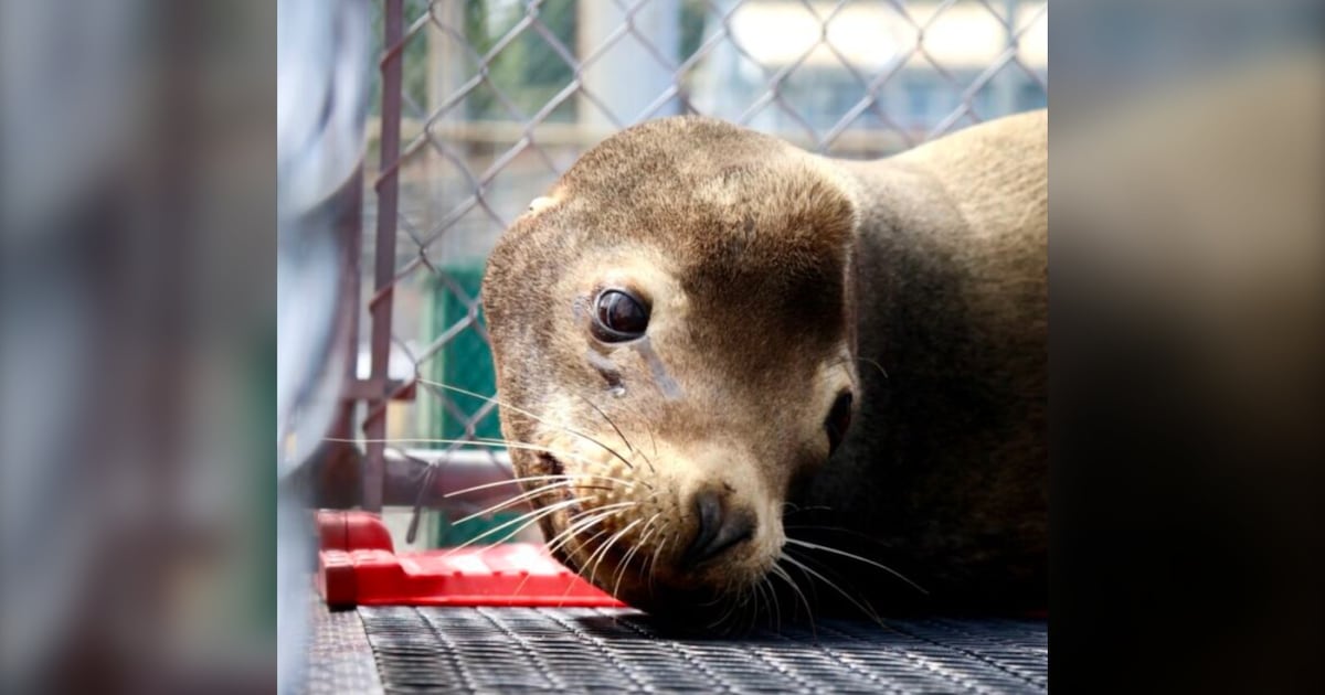 Sea lion rescued on Vancouver Island named after Artemis II astronaut - CTV News