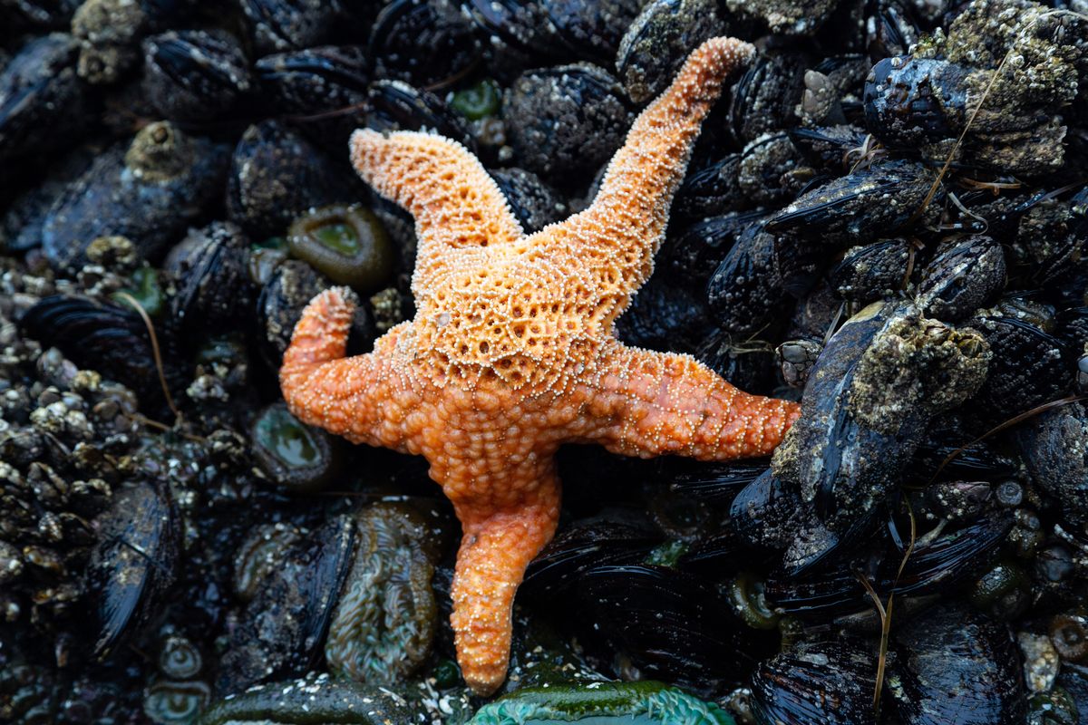 What are echinoderms