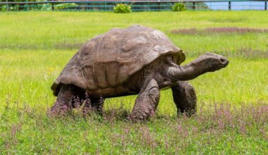 World’s oldest tortoise very much alive despite death rumours - CTV News