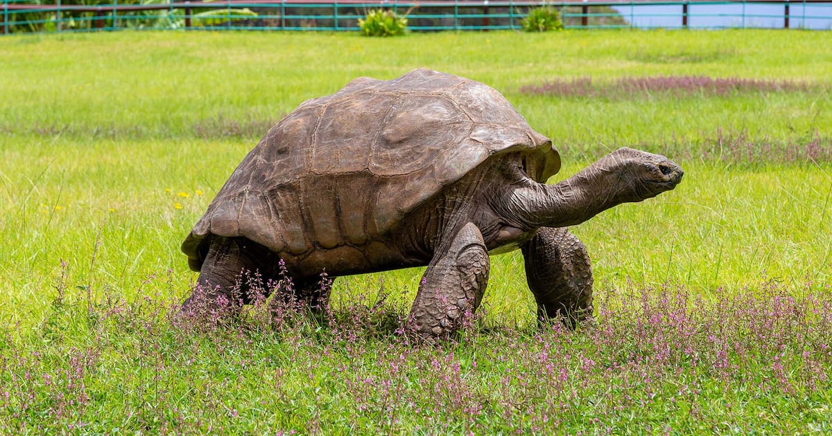 World’s oldest tortoise very much alive despite death rumours - CTV News