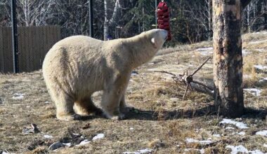 Calgary Zoo introduces new polar bear, Yelle, to the public