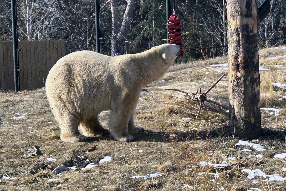 Calgary Zoo introduces new polar bear, Yelle, to the public