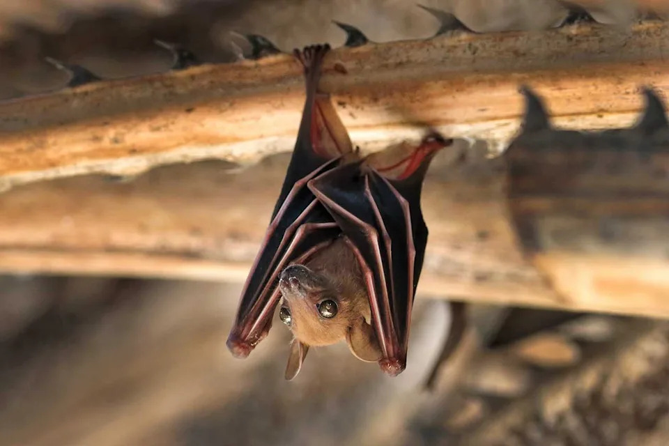 Stock image of a small batCredit: Getty