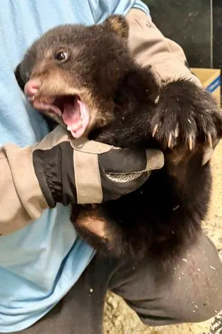 Orphaned bear cub.Credit: Black Bear Rescue Manitoba/Facebook