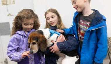 Five beagles rescued from research laboratories released to fosters in Calgary