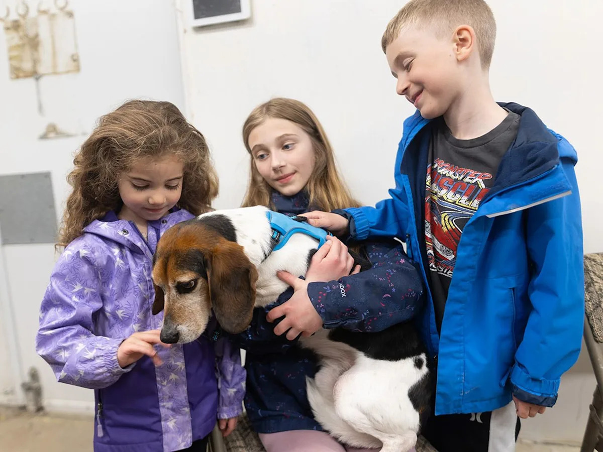 Five beagles rescued from research laboratories released to fosters in Calgary