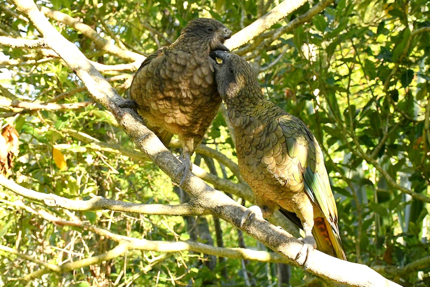 Two green parrots on a branch, one has the underside of its beak preened by the beak of the other.