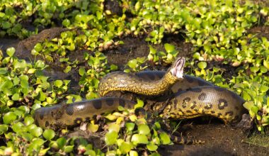 Anacondas