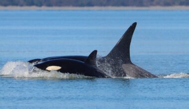Mysterious pod of killer whales never seen before visits Seattle