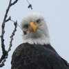 Bald Eagle Caught Elegantly ... Swimming?