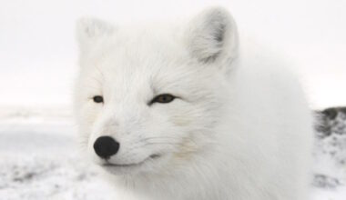 Rabies Confirmed in Arctic Fox Killed Near Nain