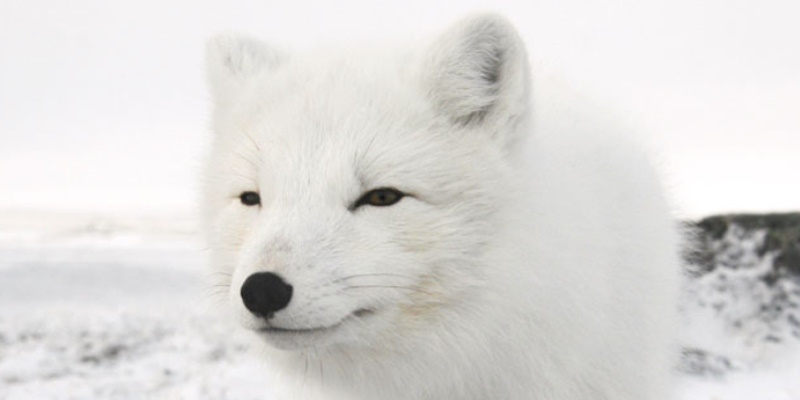 Rabies Confirmed in Arctic Fox Killed Near Nain
