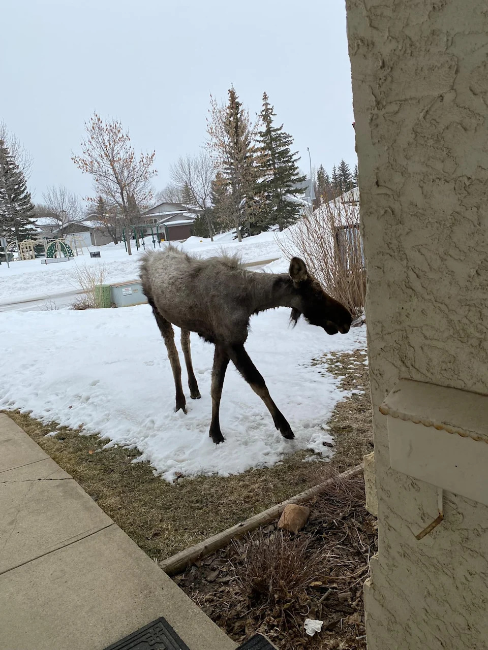 A moose outside a home in Grande Prairie, Alta., on April 2, 2026 trotted off when wildlife officials blasted their siren. But the moose returned as soon as the officers drove away.