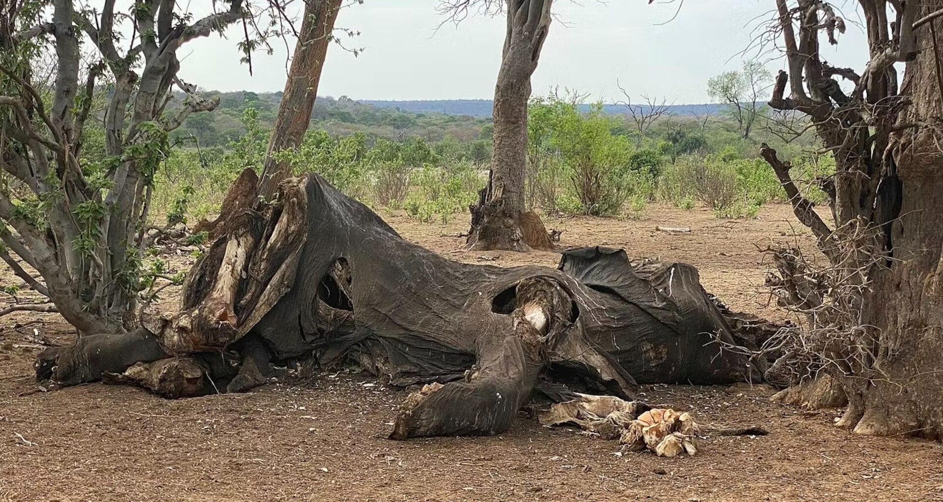A large, gray, wrinkled carcass sits between two trees on a brown, dusty surface.