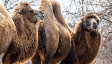 Toronto Zoo confirms camel from endangered species is pregnant