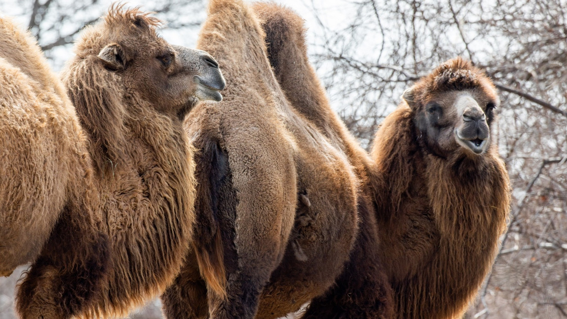Toronto Zoo confirms camel from endangered species is pregnant