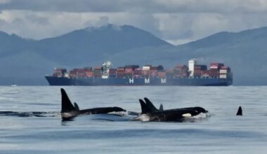 Southern Resident killer whales to soon have 1,000 metre buffer zone