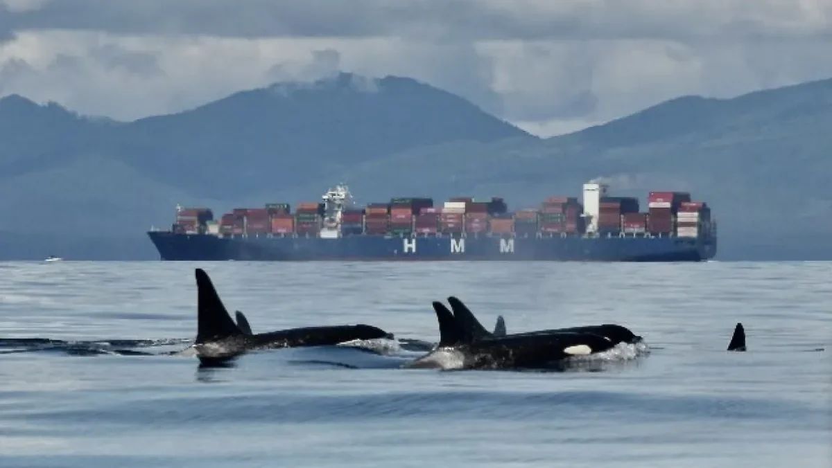 Southern Resident killer whales to soon have 1,000 metre buffer zone