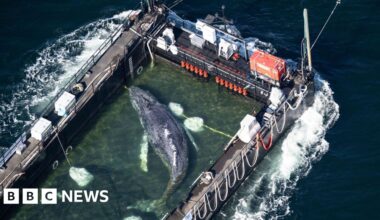Whale carried by barge out of German waters after weeks stranded on coast - BBC