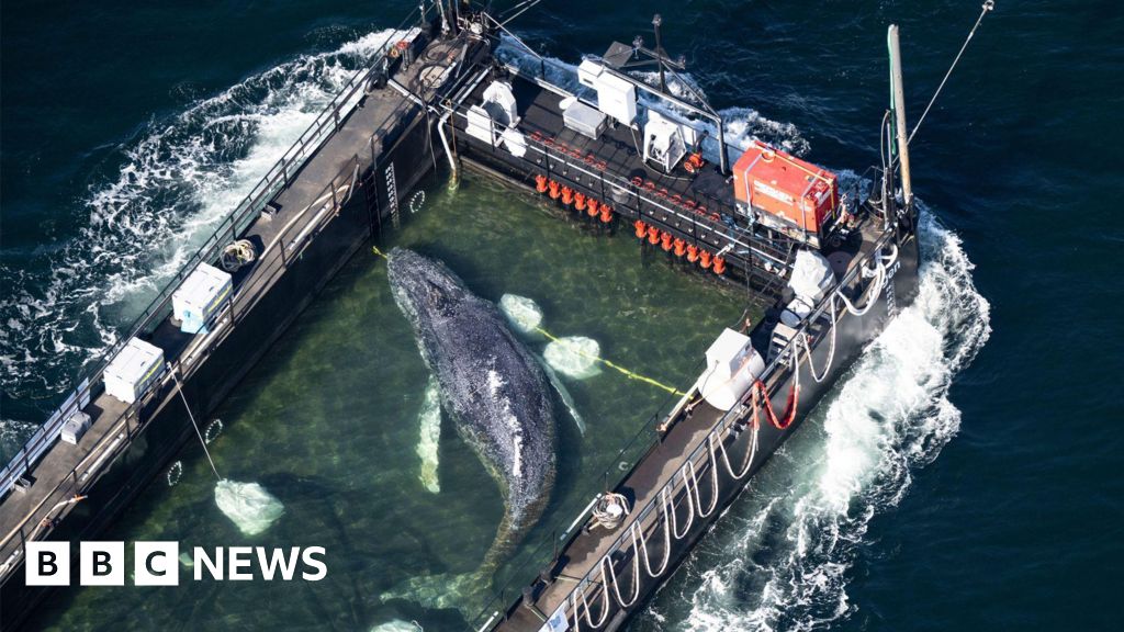 Whale carried by barge out of German waters after weeks stranded on coast - BBC