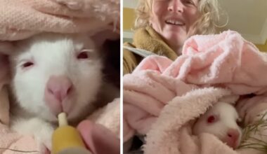 A wallaby lost her mother. So this woman carried her in a pouch for a year.