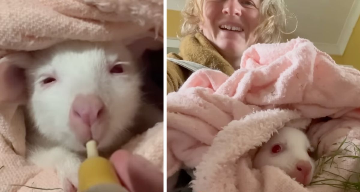 A wallaby lost her mother. So this woman carried her in a pouch for a year.