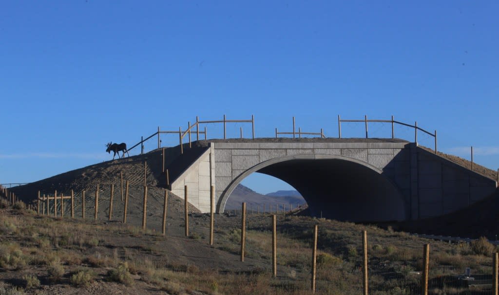 A moose stands at the entrance of one side of the I-25 animal overpass, which allows the animals to get to the other side of a the 39,000-acre habitat without setting foot on the dangerous six-lane highway. J. Richert/Blue Valley Ranch