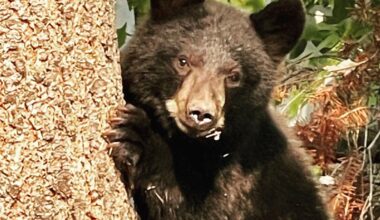 Does a bear poop in the woods? Yes, but how about in the City of Prince George?