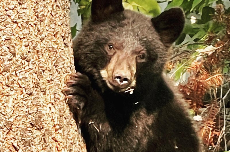 Does a bear poop in the woods? Yes, but how about in the City of Prince George?