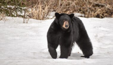 Don't attract black bears as they emerge from hibernation: OPP
