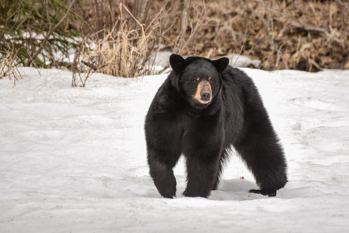 Don't attract black bears as they emerge from hibernation: OPP