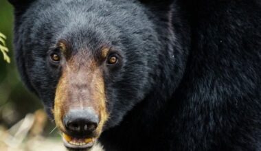 Police warn the public that bears are active