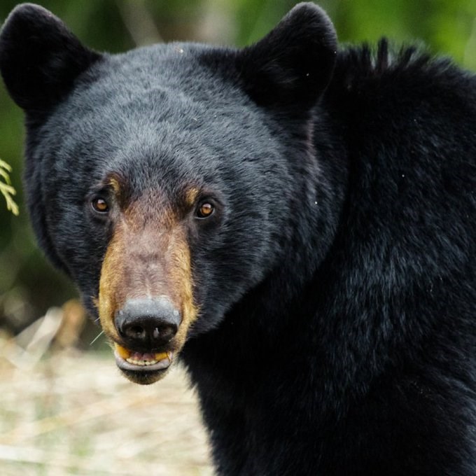 Police warn the public that bears are active