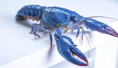 A blue crayfish on a countertop