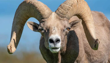 Bighorn Sheep Smashes Through Glass Door After Mistaking Reflection for Rival