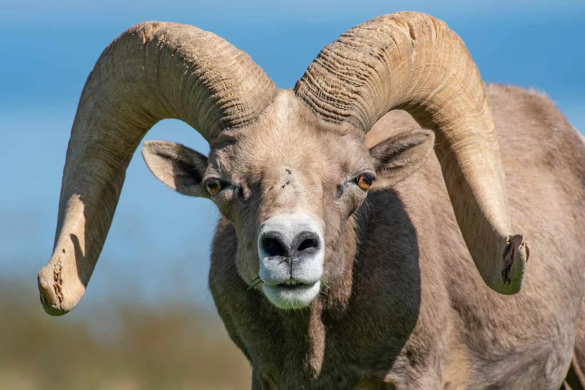 Bighorn Sheep Smashes Through Glass Door After Mistaking Reflection for Rival