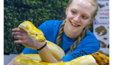 Wide world of pets on display this weekend at Reptile Expo and Calgary Cat Show