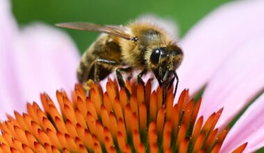 Climate change extends hay fever season for weeks
