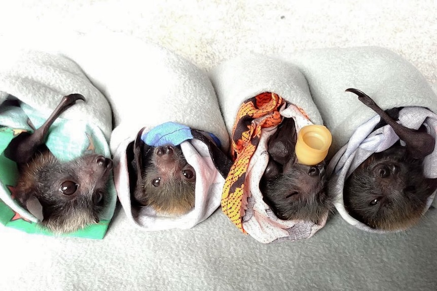 Four bats wrapped in fleece blankets with one still sucking on a bottle teet.