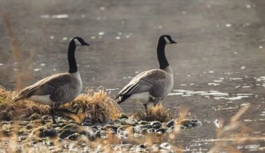 Shoppers told to 'beware' of nesting Canada Geese outside Brampton mall