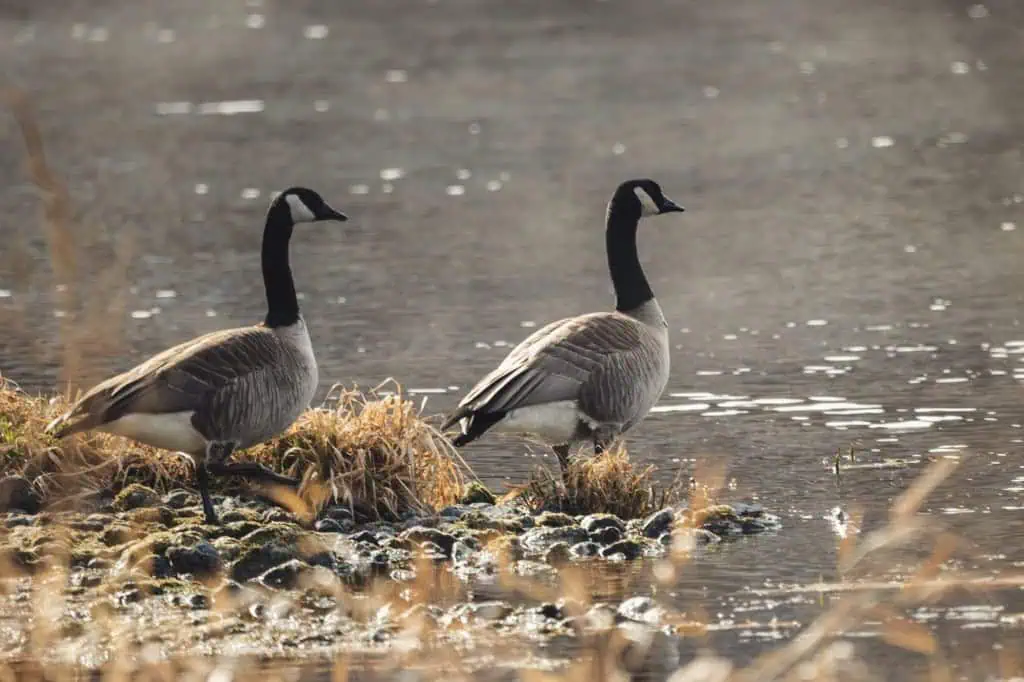 Shoppers told to 'beware' of nesting Canada Geese outside Brampton mall
