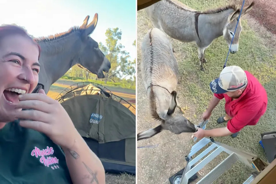 Sienna was camping in Daly Waters, NT when she woke to a donkey outside her tent. Source: TikTok/siennamallonn
