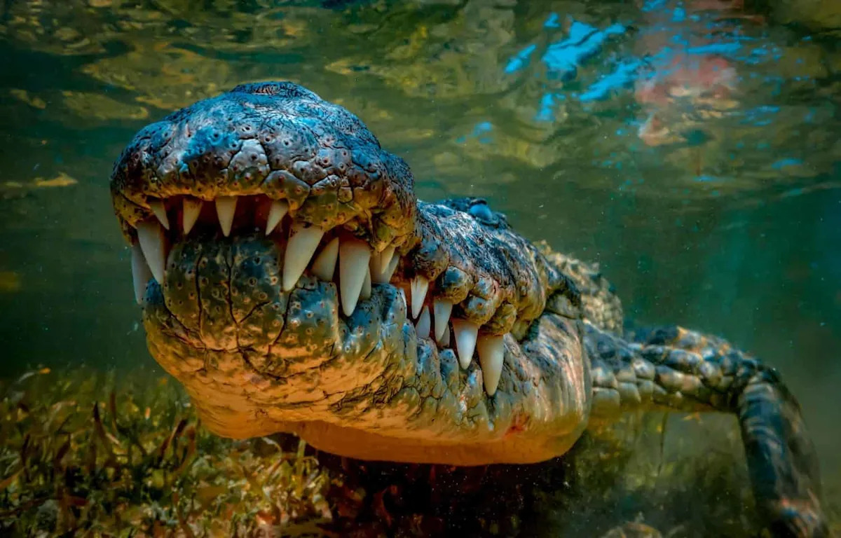 What the Largest Crocodile Ever Recorded Ate to Fuel Its 17,500-Pound Body